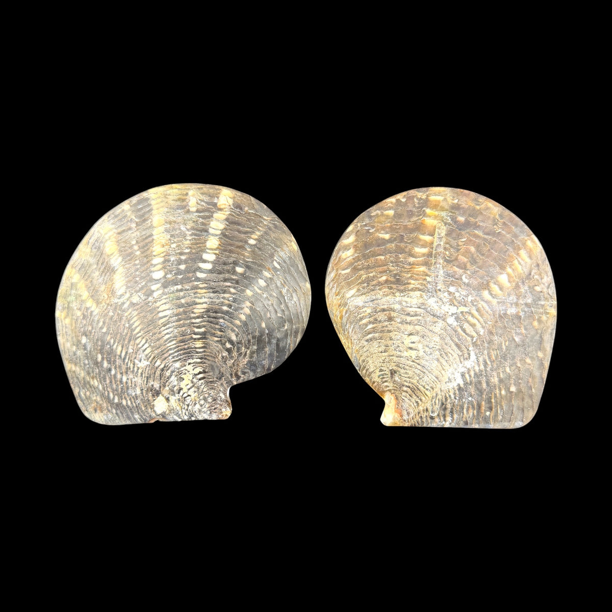 Black Pearl Shell Serving Plates. 19th Century.