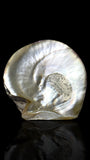 Large Antique Convict-Carved Pearl Shell Art: Circa 1880, New Caledonia. With Stand.