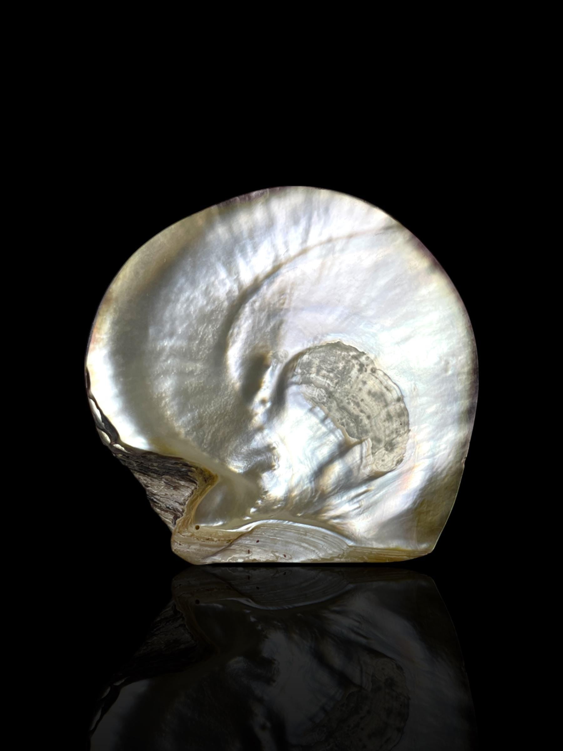 Large Antique Convict-Carved Pearl Shell Art: Circa 1880, New Caledonia. With Stand.