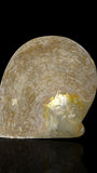 French Polynesian Hand-Carved Pearl Shell. With Stand.