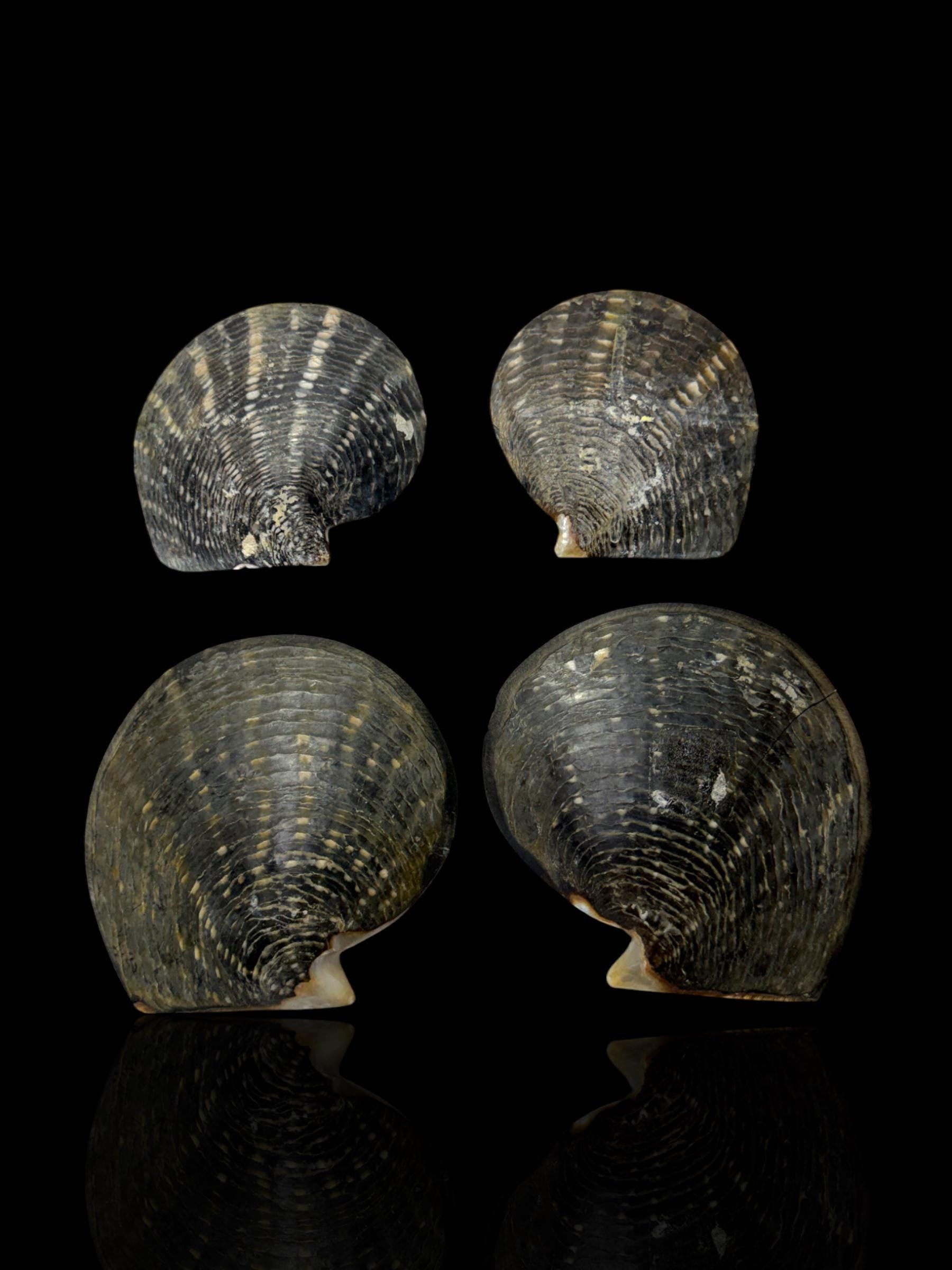 Antique Black Pearl Shell Serving Plate Set. 19th Century.
