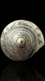 Hand-engraved Top Shell. 19th Century.