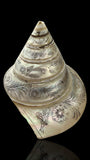 Hand-engraved Top Shell. 19th Century.
