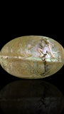 Qing Dynasty Carved Nautilus Shell Box